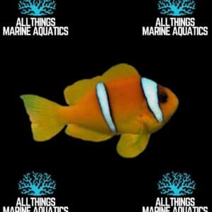 Clark’s Clownfish (Amphiprion clarkii)
