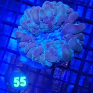 CATEYE CORAL MULTICOLOR