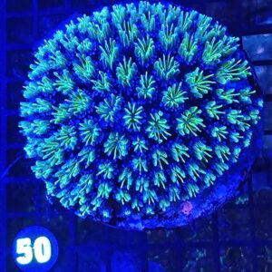 GALAXEA CORAL