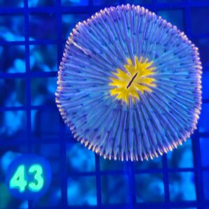 ORANGE RIM PLATE CORAL
