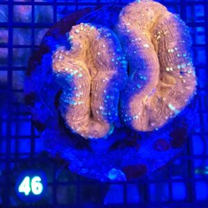 RED ACAN CORAL