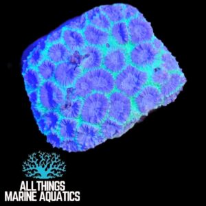 GREEN PINEAPPLE CORAL (FAVIA SPP)
