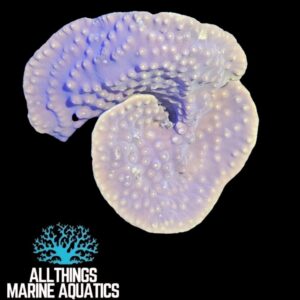 The Yellow Scroll Coral (Turbinaria spp.)
