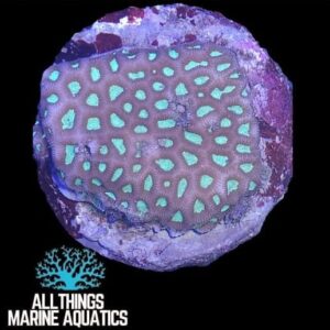 GREEN MOON STONE CORAL (FAVIA spp)