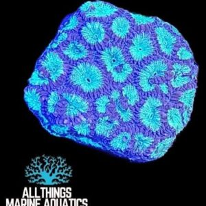 GREEN PINEAPPLE CORAL (FAVIA SPP)