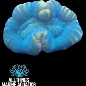 Open Brain Coral (Trachyphyllia geoffroyi)