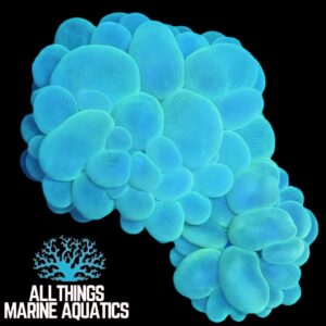 GREEN BUBBLE CORAL (Plerogyra sinuosa)