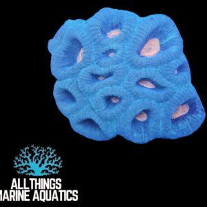 WATERMELON FAVIA (FAVIA SP) FRAG