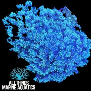 Green Goniopora (Flowerpot Coral)