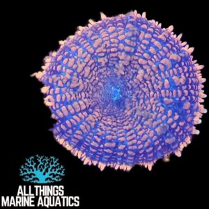 Superman Mushroom Coral (Discosoma sp.)