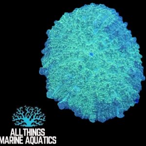 Green Rhodactis Mushroom Coral (Rhodactis indosinensis)