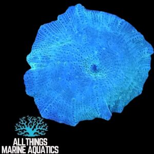 Metallic Discosoma Mushroom Coral