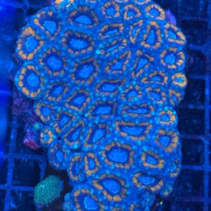Acan Lords (Micromussa lordhowensis) PER HEAD