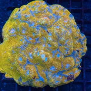 Blue Gold Chalice (Echinophyllia sp.)