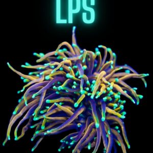 LPS