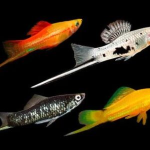 Assorted Swordtails