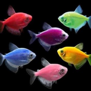 GMO Widow Tetras (Assorted)