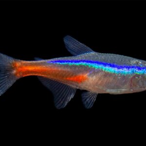 Neon Tetras