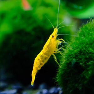 Yellow Neocaridina Shrimp