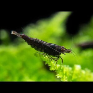 Black Rose Neocaridina Shrimp