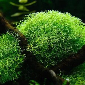 Riccia fluitans